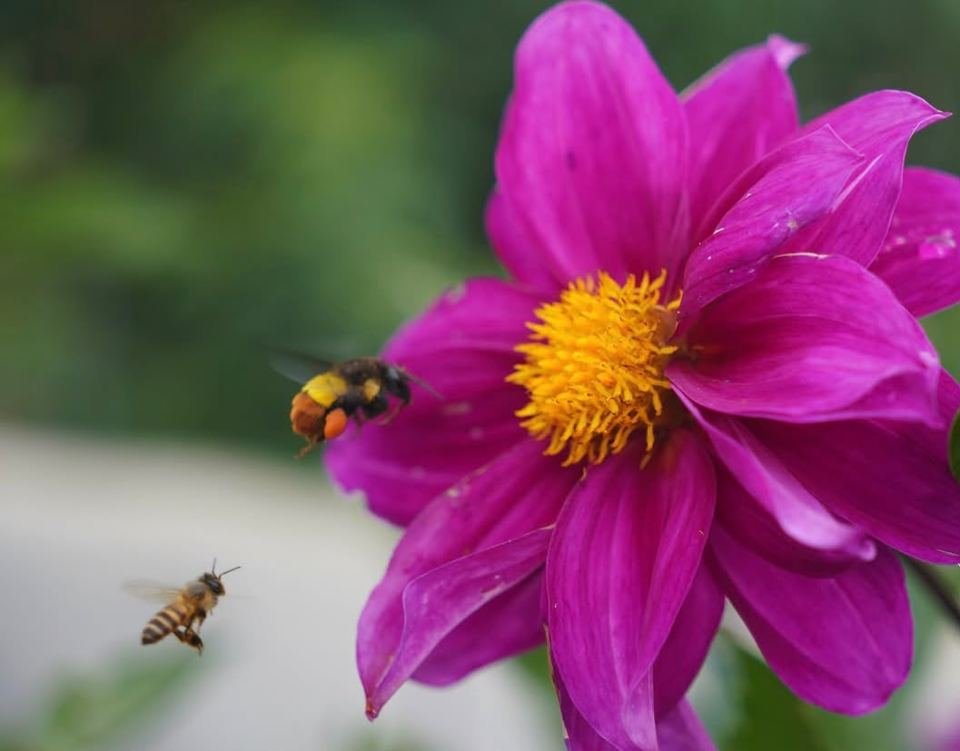 Honeybee flying towards a wildflower